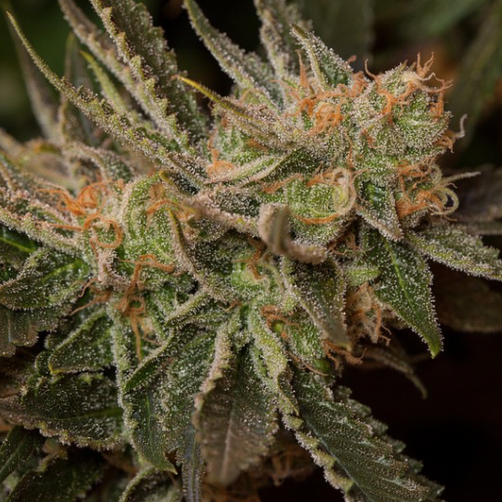 Orange Creamsicle Leafly